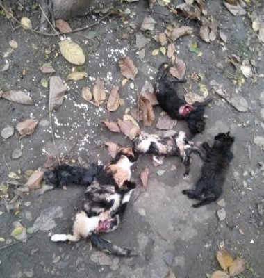 Imagini şocante în zona Far: mai multe pisici au fost găsite cu organele scoase!